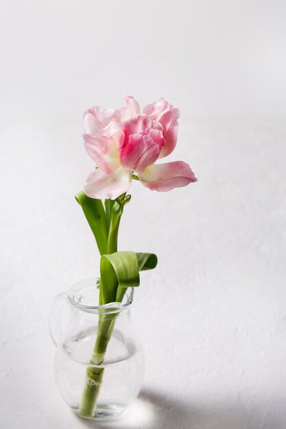 Bela flor de tulipa rosa suave da primavera