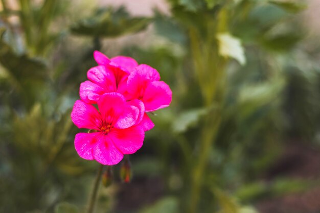 Bela flor desabrochando. Jardim de verão. Planta com pétalas de rosa.