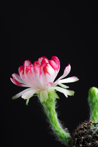 Bela flor desabrochando Lobivia cacto em fundo preto