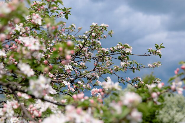 Bela flor desabrochando no jardim, fundo de verão. Flor mágica de fotografia em fundo desfocado