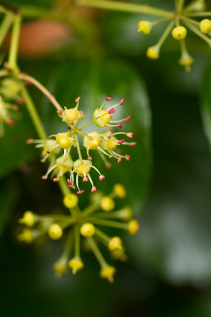 Bela flor macro na floresta