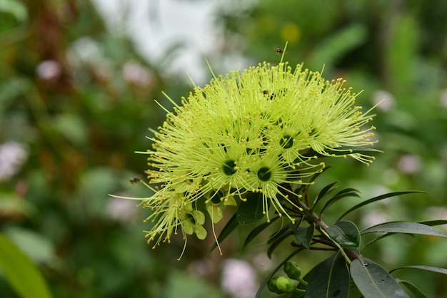 Bela flor no jardim