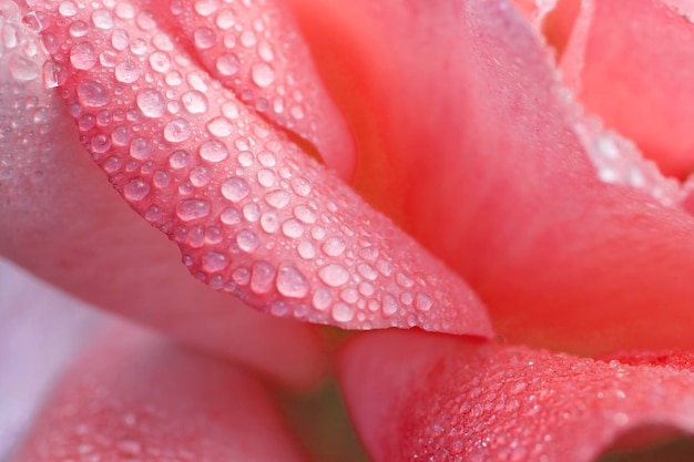 Bela flor rosa com gotas de orvalho