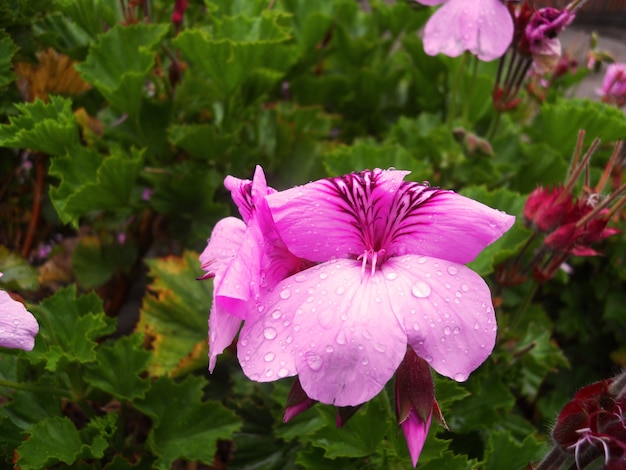 Bela flor rosa com orvalho