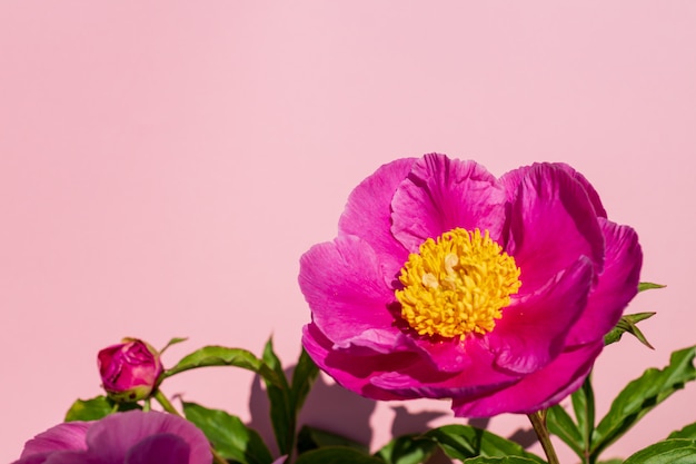 Bela flor rosa em fundo rosa