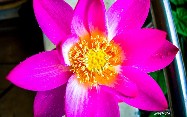 Bela flor rosa flor de lótus em Pond Coreia do Sul