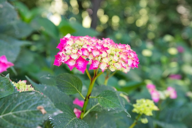 Bela flor rosa no meio do parque