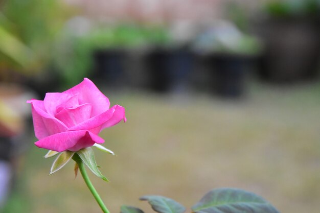 Bela flor rosa rosa flor com fundo de desfoque