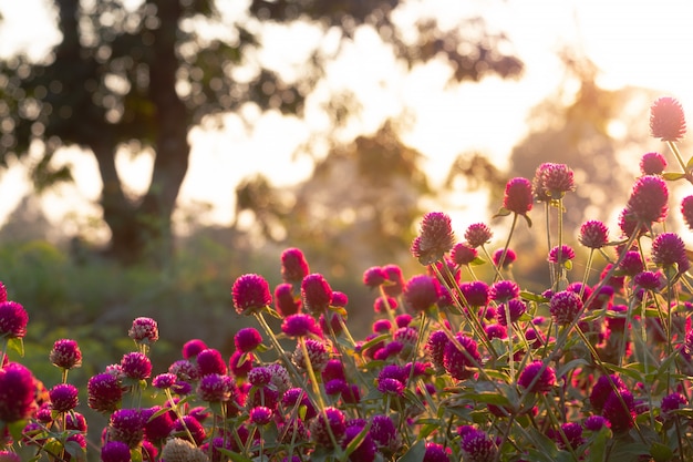 Bela flor selvagem com luz de fundo do pôr do sol