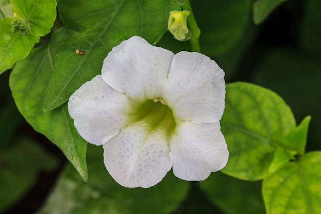 Bela flor selvagem na floresta