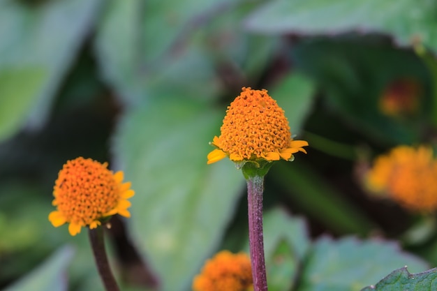 Bela flor selvagem na floresta