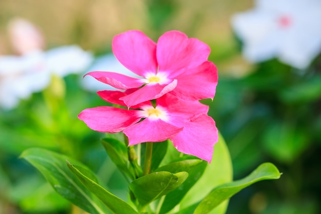 Bela flor selvagem na floresta