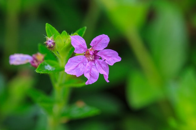 Bela flor selvagem na floresta