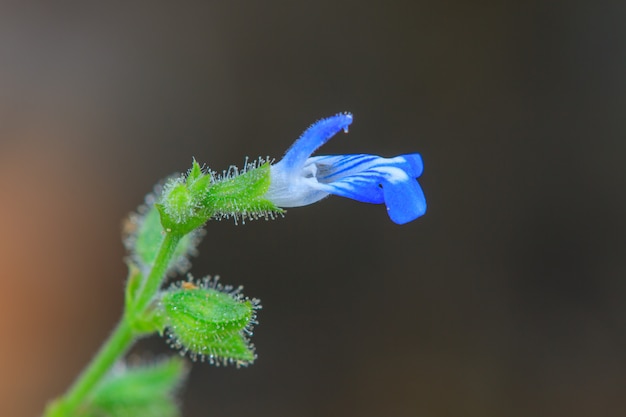 Bela flor selvagem na floresta