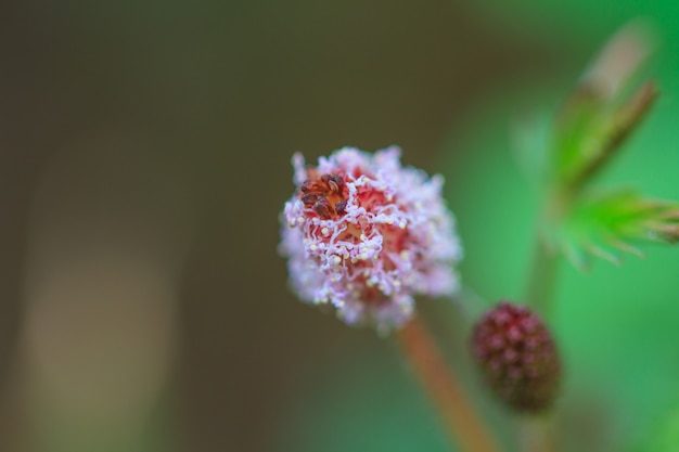 Bela flor selvagem na floresta