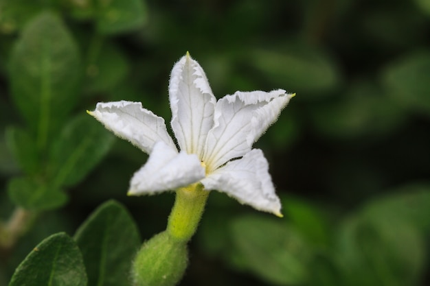 Bela flor selvagem na floresta