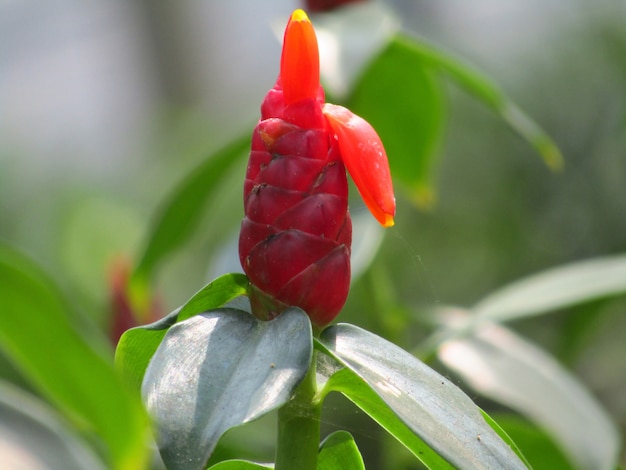 Bela flor selvagem vermelha