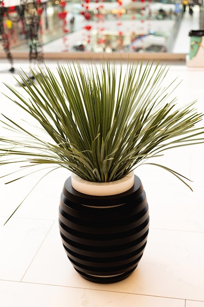 Bela flor verde em uma panela preta no chão branco da loja