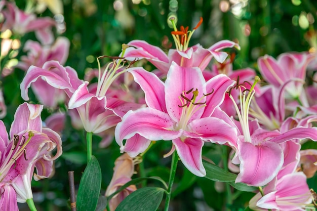 Foto bela flor vermelha lilium brownii no jardimlilium brownee é uma espécie de lírio nativa da china continental