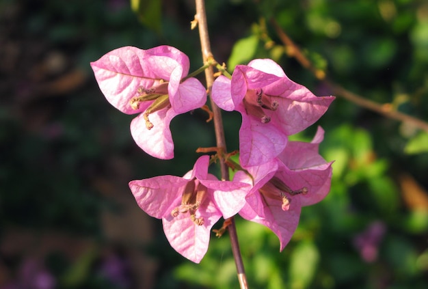 Foto bela flor