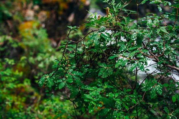 Foto bela flora selvagem na floresta escura.