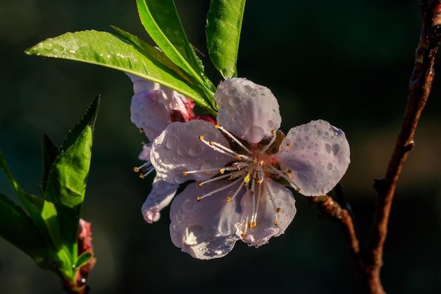 Bela floração de árvores frutíferas de damasco com gotas