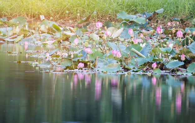 Bela floração de lótus rosa na piscina, lírio água flor, flor