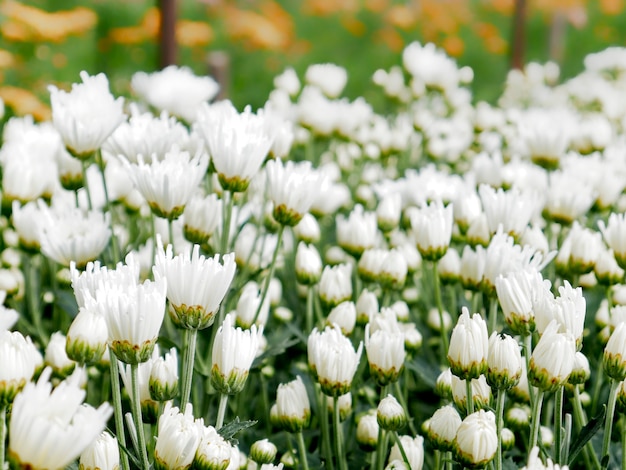 Bela floração flores de crisântemo branco com folhas verdes no jardim