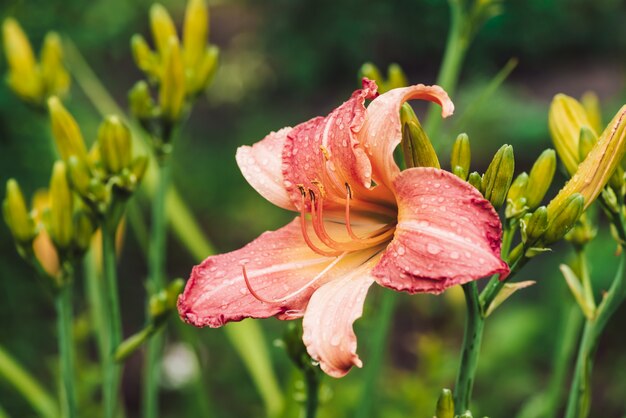 Foto bela floração hemerocallis macro.