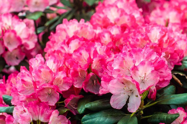 Bela floração rosa arbustos-floração arbustos. Fundo rosa, flor de verão. jardinagem. dia ensolarado.