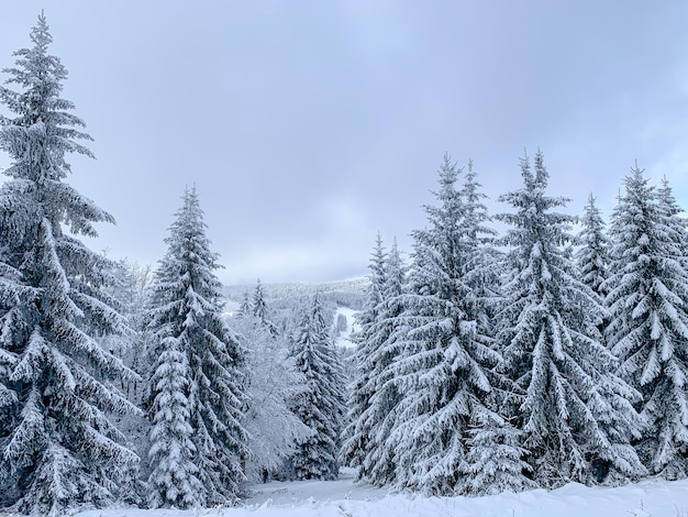 Bela floresta coberta pela neve Árvores de abeto na paisagem de inverno Dia gelado Imagem panorâmica de pinheiro