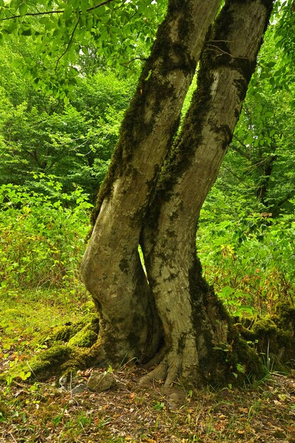 Bela floresta com árvores altas