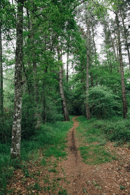 Foto bela floresta com tons de verde no país basco