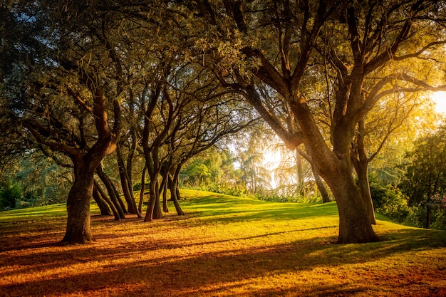 Foto bela floresta com tons verdes e avermelhados ao pôr do sol em um dia ensolarado