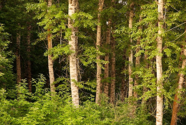 Bela floresta de bétulas no verão