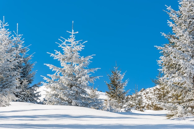 Bela floresta de inverno com árvores cobertas de neve em um dia ensolarado