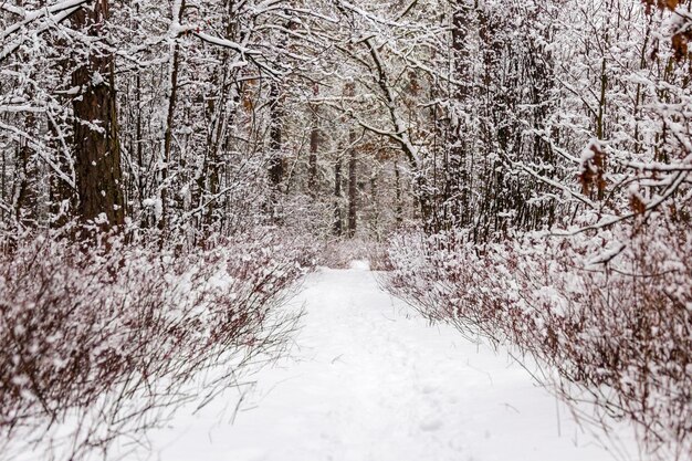 Bela floresta de inverno com um caminho batido