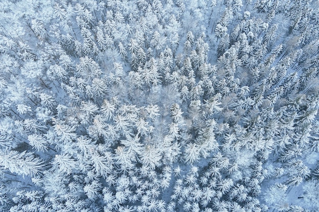 Bela floresta de inverno com vista aérea de árvores nevadas