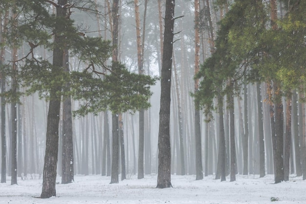 Bela floresta de inverno ou parque no meio do nevoeiro belas árvores de nevoeiro no meio do nevoeiro