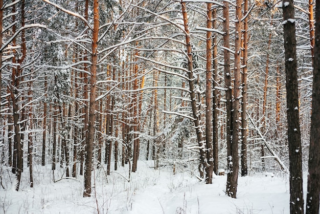 Bela floresta de inverno, troncos de pinheiros cobertos de neve