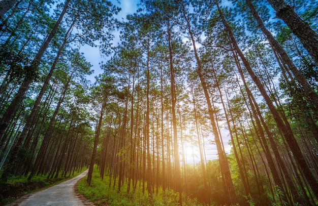 Bela floresta de lariços com árvores diferentes, floresta de pinheiros verde na montanha na trilha natural em Doi Bo Luang Forest Park, Chiang Mai, Tailândia pela manhã.