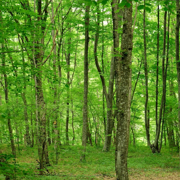 Bela floresta de montanha verde fresca na primavera