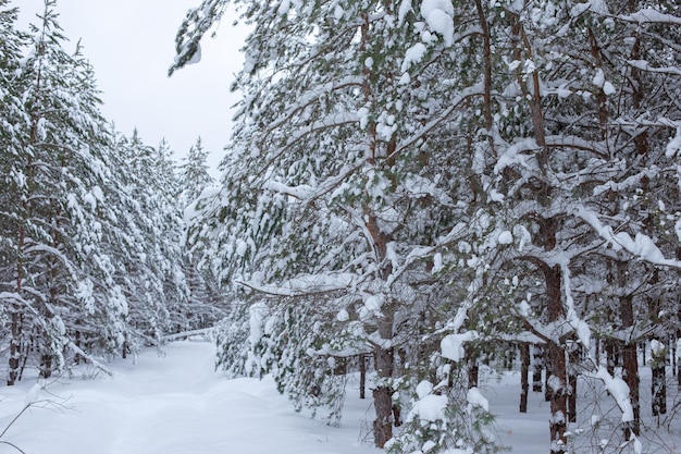 Bela floresta de neve de inverno com pinheiros e árvores