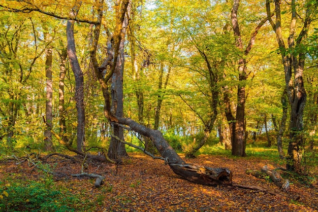 Bela floresta de outono em um dia ensolarado