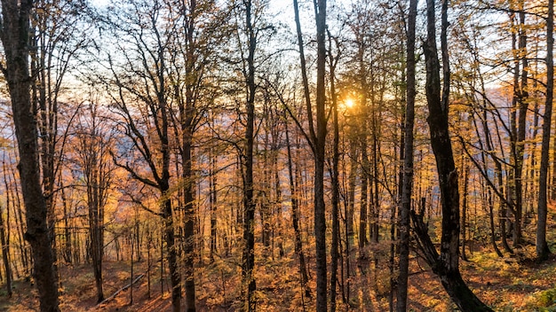 Bela floresta de outono. Krasnaya Polyana, Rússia.