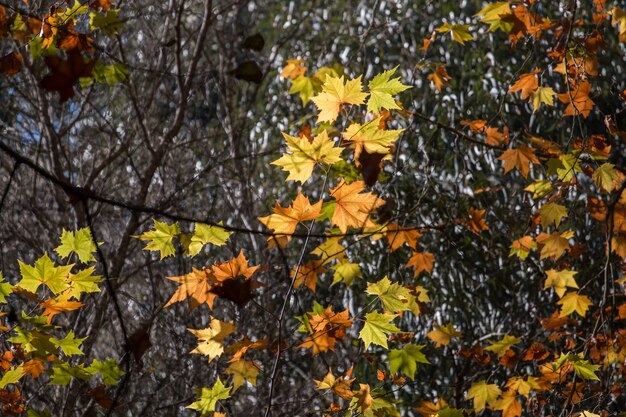 Bela floresta de outono na região de Monchique, Portugal
