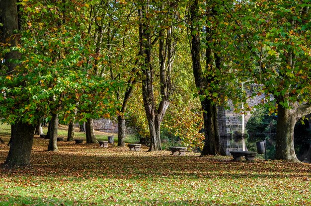 Bela floresta de outono nas margens do rio em Allariz SpainxA