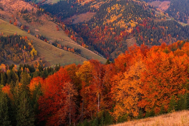 Bela floresta de outono nas montanhas ao pôr do sol