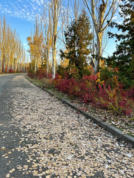 Bela floresta de outono no Parque Florestal de Jrvezh, Armênia