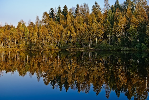 Bela floresta de outono